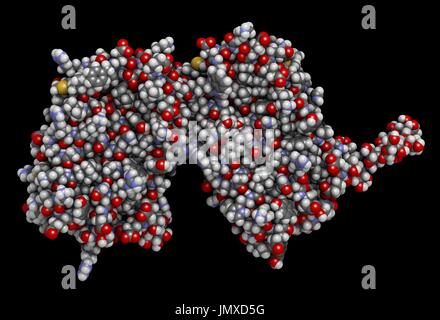 Interferon Beta-Protein. Cytokine zur Behandlung von Multipler Sklerose (MS). Raumfüllende Modell mit konventionellen Farbkodierung. Stockfoto