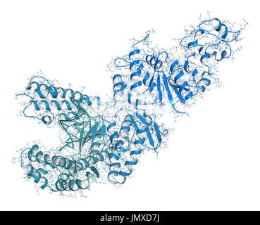 Taq Polymerase (Thermus Aquaticus Polymerase) Enzym an DNA gebunden. Protein in der PCR (Polymerase-Kettenreaktion) verwendet eine wesentliche Biotechnologie-Technik. Kombinierte Drahtmodell und Cartoon-Modell. Cartoon und Kohlenstoff-Atome: Rückgrat gradient Färbung (blau-blaugrün); andere Atome: konventionelle Farbkodierung. Stockfoto