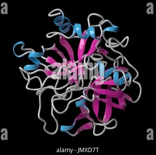 Thrombin Blutgerinnung Enzym (Rind). Wichtigen Protein im Blut Koagulation Kaskade. Lösliches Fibrinogen umwandelt in unlösliches Fibrin. Cartoon-Modell, sekundäre Struktur Färbung (Helices blau, Blätter rosa). Stockfoto