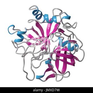 Thrombin Blutgerinnung Enzym (Rind). Wichtigen Protein im Blut Koagulation Kaskade. Lösliches Fibrinogen umwandelt in unlösliches Fibrin. Cartoon-Modell, sekundäre Struktur Färbung (Helices blau, Blätter rosa). Stockfoto