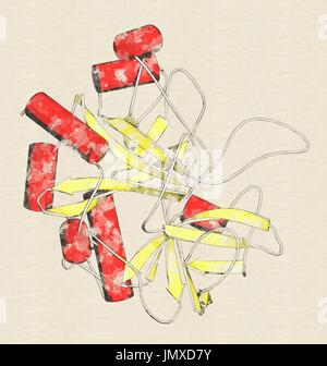 Thrombin Blutgerinnung Enzym (Rind). Wichtigen Protein im Blut Koagulation Kaskade. Lösliches Fibrinogen umwandelt in unlösliches Fibrin. Stilisierte cartoon-Modell, sekundäre Struktur Färbung (Helices rote, gelbe Blätter). Stockfoto