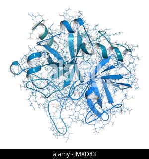 Thrombin Blutgerinnung Enzym (Rind). Wichtigen Protein im Blut Koagulation Kaskade. Lösliches Fibrinogen umwandelt in unlösliches Fibrin. Kombinierte Drahtmodell und Cartoon-Modell. Cartoon und Kohlenstoff-Atome: Rückgrat gradient Färbung (blau-blaugrün); andere Atome: konventionelle Farbkodierung. Stockfoto
