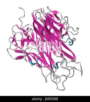 Tumor Nekrose Faktor alpha (TNF) Zytokin Eiweißmolekül. Klinisch verwendete Inhibitoren zählen unter anderem Dosiserhöhung, Certolizumab, Infliximab und Etanercept und werden verwendet, um Krankheiten wie Morbus Crohn, Psoriasis und rheumatoider Arthritis zu behandeln. Cartoon-Modell, sekundäre Struktur Färbung (Helices blau, Blätter rosa). Stockfoto