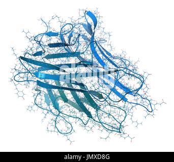 Tumor Nekrose Faktor alpha (TNF) Zytokin Eiweißmolekül. Klinisch verwendete Inhibitoren zählen unter anderem Dosiserhöhung, Certolizumab, Infliximab und Etanercept und werden verwendet, um Krankheiten wie Morbus Crohn, Psoriasis und rheumatoider Arthritis zu behandeln. Kombinierte Drahtmodell und Cartoon-Modell. Cartoon und Kohlenstoff-Atome: Rückgrat gradient Färbung (blau-blaugrün); andere Atome: konventionelle Farbkodierung. Stockfoto