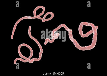 Ebola-Virus-Partikel, Computer Bild. Das Ebola-Virus (EBOV) ist die Ursache des Ebola-Virus bei Menschen und nichtmenschlichen Primaten. Es ist eine schwere und häufig tödliche Krankheit mit Symptomen wie Fieber, Müdigkeit, Muskel Schmerzen, Erbrechen, Durchfall und Blutungen (innere Blutungen). Es gibt keine Heilung für die Krankheit, aber drei Viertel der Patienten kann zurückgewinnen, wenn ausreichende medizinische Betreuung zur Verfügung gestellt. Stockfoto