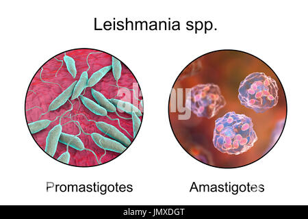 Promastigotes und Amastigoten von Leishmania-Parasiten in Makrophagen, Abbildung. Leishmania SP. verursachen Leishmaniose, einer Tropenkrankheit, die durch Bisse von infizierten Sandfliegen übertragen. Diese sind die geißelbesetzten Promastigote Form des Parasiten. Beim Menschen die geißelbesetzten Promastigotes Bühne infiziert Makrophagen und verwandeln sich in die Amastigote nicht flagellated Bühne. Es gibt zwei Formen der Leishmaniose. Die erste, kutane Leishmaniose, wirkt sich auf die Haut, wodurch sich ein Geschwür an der Stelle des Bisses. Dies heilt vor allem natürlich, obwohl Narben auftreten. Umso schwerer, Stockfoto