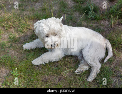 Westie Hund liegt auf der vergünstigte Nahaufnahme. West Highland White Terrier, Westie, eine Hunderasse aus Schottland genannt. Stockfoto