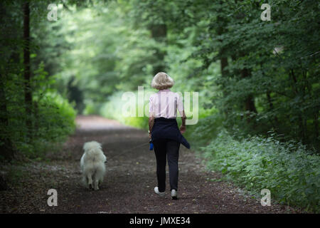 Frau zu Fuß Samojeden Hund an der Leine im Wald im Sommer. Entspannung und gesunde Aktivität zusammen mit Haustier Stockfoto