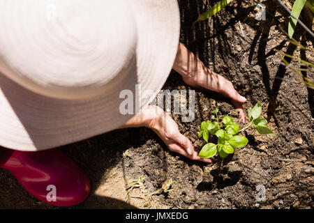 Nahaufnahme von Frau pflanzt Bäumchen im Garten an einem sonnigen Tag Stockfoto