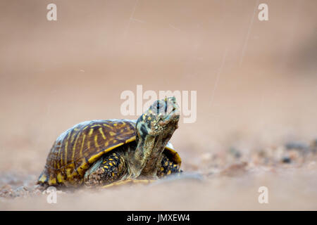 Weibliche Wüste, Schildkröte, (Terrapene ornata Luteola), Valencia Co., New York, USA. Stockfoto