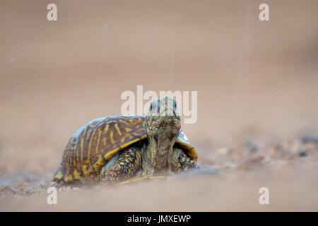 Weibliche Wüste, Schildkröte, (Terrapene ornata Luteola), Valencia Co., New York, USA. Stockfoto