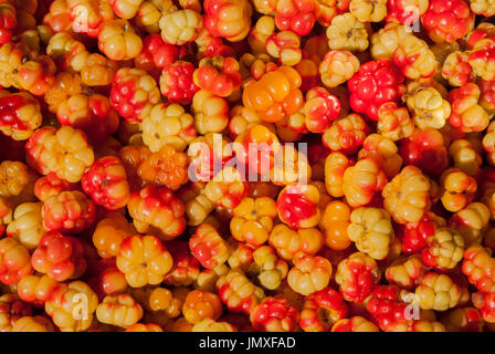 Hintergrund-Moltebeeren in Makro Stockfoto