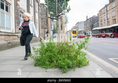 Bild: Unkraut, Edinburgh council, Asphalt, überwuchert Stockfoto
