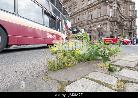 WWW.IANGEORGESONPHOTOGRAPHY.CO.UK Bild: Unkraut, Rat in Edinburgh, Pflaster, überwuchert Stockfoto