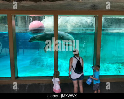 iPhone Foto von Coldilocks, ein 450lbs polar Bier macht einen Sprung im Einzugsgebiet des die Ausstellung im Zoo von Philadelphia in Philadelphia, PA am 19. Juni 20 Stockfoto