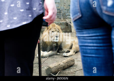 Löwe in seinem Gehege an den Big Cat Fällen weisen des Philadelphia Zoo, in Philadelphia, PA, am 24. Februar 2017. Stockfoto