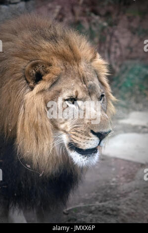 Löwe in seinem Gehege an den Big Cat Fällen weisen des Philadelphia Zoo, in Philadelphia, PA, am 24. Februar 2017. Stockfoto