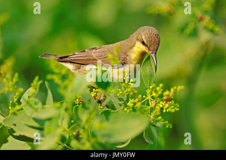 Lila Sunbird, Weiblich, Keoladeo Ghana Nationalpark, Rajasthan, Indien / (Cinnyris Asiaticus) | Purpur-Nektarvogel, weiblich Stockfoto