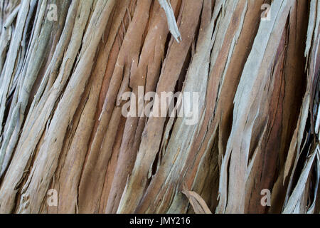 Die Rinde der jungen coastal Redwood, Sequoia Sempervirens-Textur oder Hintergrund Stockfoto