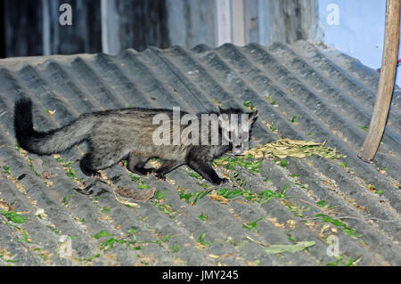 Gemeinsamen Fleckenmusang auf Dach, Keoladeo Ghana Nationalpark, Rajasthan, Indien / (Paradoxurus Hermaphroditus) | Fleckenmusang, Keoladeo Ghana Nationalpark, Stockfoto