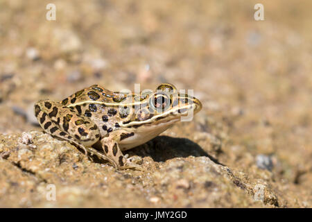 Northern leopard Frog (lithobates Pipiens) am Creek Stockfoto