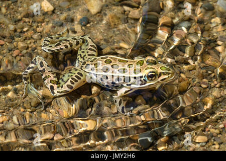 Northern leopard Frog (lithobates Pipiens) am Wasser Stockfoto