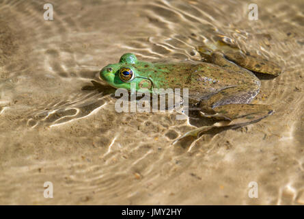 Die größte aller nordamerikanischen Frösche, Amerikanische Ochsenfrosch (Lithobates catesbeianus) bei Ledges State Park, Iowa, USA Stockfoto