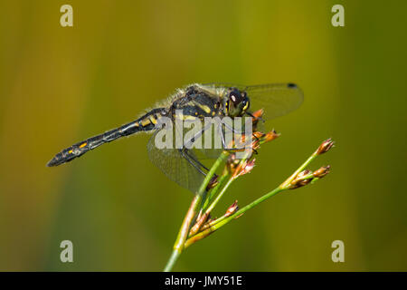 Eine schwarze Darter Libelle mit ausgestreckten Flügeln entspannt auf den Kopf des Stieles Rasen Stockfoto