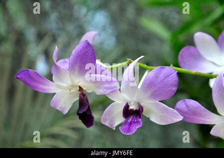 Phalaenopsis (Nachtfalter-Orchidee) in Peradeniya Botanical Gardens, Sri Lanka Stockfoto