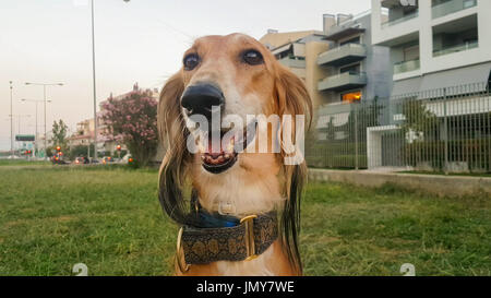 Saluki dog portrait an einem Park. Einen schönen persischen Windhund. Stockfoto