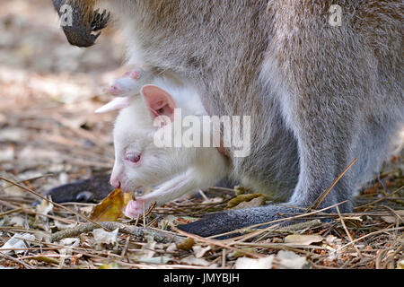 Closeup Albino Joey rot-necked Wallaby oder Wallaby Bennett (Macropus Rufogriseus) in der Tasche Stockfoto