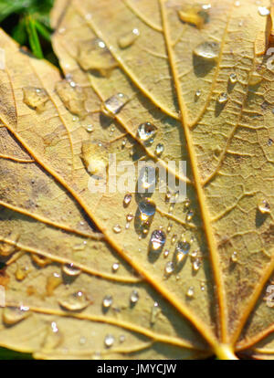 Wassertropfen auf braune Blatt Stockfoto