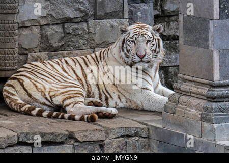 Weißer Tiger/gebleicht Tiger (Panthera tigris) Pigmentierung Variante des Bengalischen Tiger, beheimatet in Indien Stockfoto