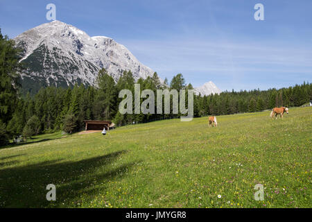 Pferde grasen auf einer Almwiese über Klamm, Gaistal Tal, Leutasch, Tirol, Österreich Stockfoto