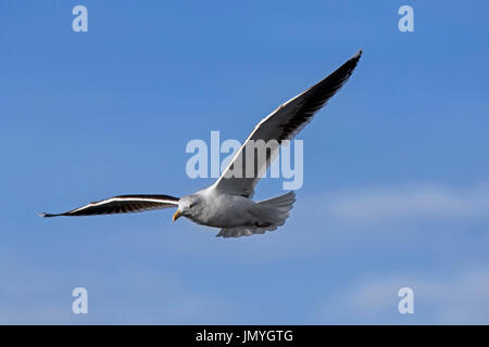 Große schwarz-unterstützte Möve / mehr Black-backed Gull (Larus Marinus) im Flug gegen blauen Himmel Stockfoto
