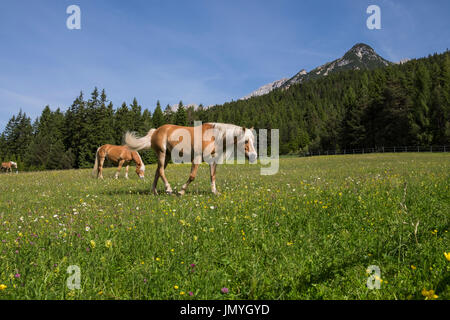 Pferde grasen auf einer Almwiese über Klamm, Gaistal Tal, Leutasch, Tirol, Österreich Stockfoto