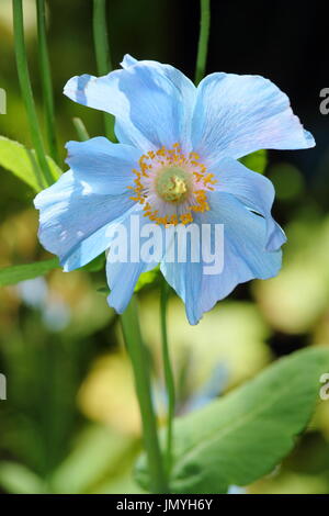 Meconopsis 'Baileyi' Stamm von der Himalaya Blue Poppy Blüte in einem englischen Wald Garten in der Mitte des Sommers (Juni), UK Stockfoto