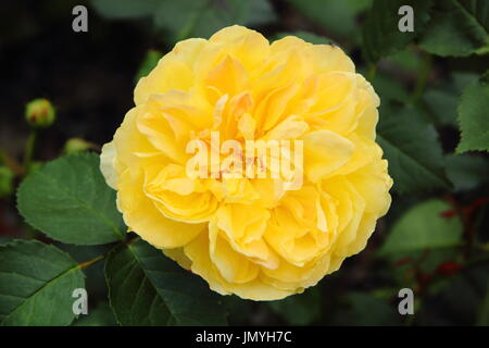 Rosa 'Molineux', eine duftende englische Rosen in voller Blüte an der Grenze von einem englischen Garten im Sommer (Juni), UK Stockfoto