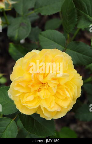 Rosa 'Molineux', eine duftende englische Rosen in voller Blüte an der Grenze von einem englischen Garten im Sommer (Juni), UK Stockfoto