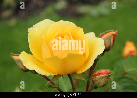 Rosa 'Graham Thomas', eine englische Strauch-Rose blüht in einem Garten Grenze im Sommer (Juni) Stockfoto