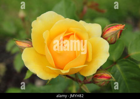 Rosa 'Graham Thomas', eine englische Strauch-Rose blüht in einem Garten Grenze im Sommer (Juni) Stockfoto