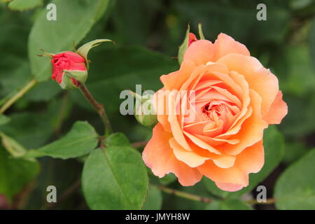 Rosa AMBER QUEEN, einem wiederholten Blüte Edelrosen Busch rose, blüht in einem englischen Garten im Sommer (Juni), UK Stockfoto