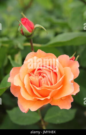 Rosa AMBER QUEEN, einem wiederholten Blüte Edelrosen Busch rose, blüht in einem englischen Garten im Sommer (Juni), UK Stockfoto