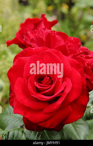 Rosa frohe, Edelrosen Busch stieg in voller Blüte in einem englischen Garten im Sommer (Juni) Stockfoto