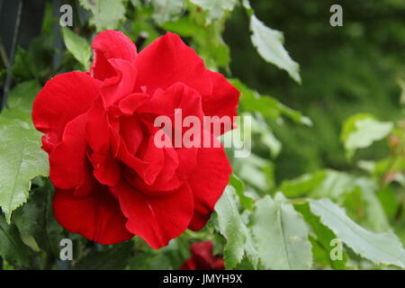 Rosa Purpur DISKANT, eine Wiederholung Blüte Klettern stieg in voller Blüte in einem englischen Garten im Sommer (Juni) UK Stockfoto