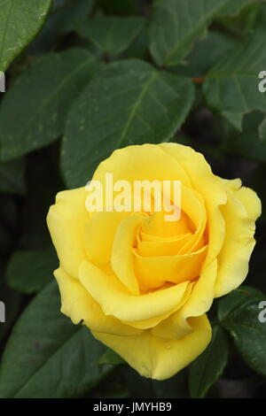 Rosa 'Freiheit' stieg in voller Blüte an der Grenze von einem englischen Garten im Sommer, Juni Stockfoto