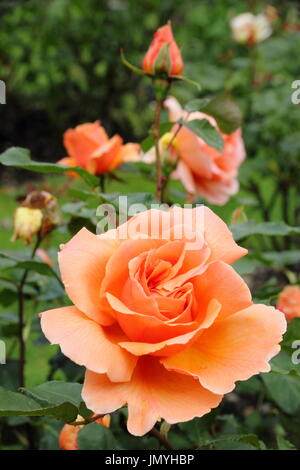 Rosa 'Nur Joey', in voller Blüte mit aufstrebenden Rosebud Teerose Hybrid in der Grenze von einem englischen Garten im Sommer (Juni) Stockfoto