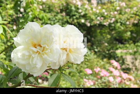 Rosa 'Lamarque' eine stark duftende Noisette Klettern mit reinweißen Blüten, stieg in einen englischen Garten blüht im Sommer (Juni) Stockfoto