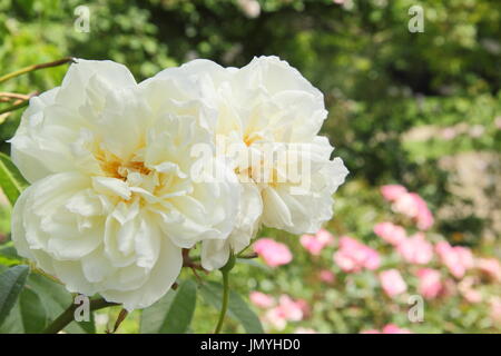 Rosa 'Lamarque' eine stark duftende Noisette Klettern mit reinweißen Blüten, stieg in einen englischen Garten blüht im Sommer (Juni) Stockfoto