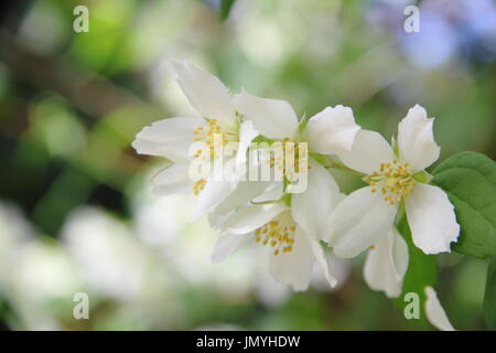 Philadelphus MANTEAU Feriengemeinschaft "Mock Orange, einen hübschen, duftenden Strauch in voller Blüte im Sommer (Juni), UK Stockfoto